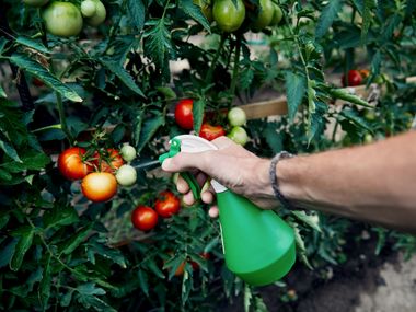 Pesticídy v ovocí a zelenine - realita na našom trhu ťa možno prekvapí! Ako sa im vôbec vyhnúť?